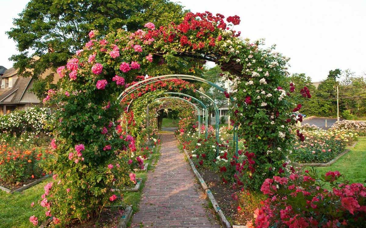 What is the best month to plant roses?